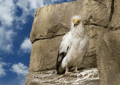 Egyptian Vulture (Neophron Percnopterus) resting on cliff