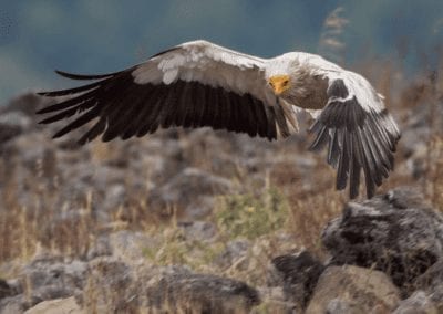 Egyptian vulture (Neophron percnopterus) flying over the land