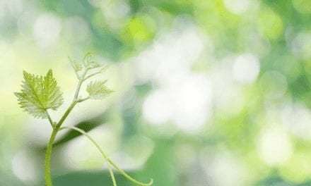 Erasing the Green Blur: Becoming familiar with the botanical world around us