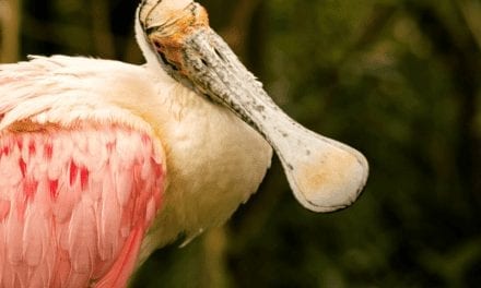 Roseate Spoonbill