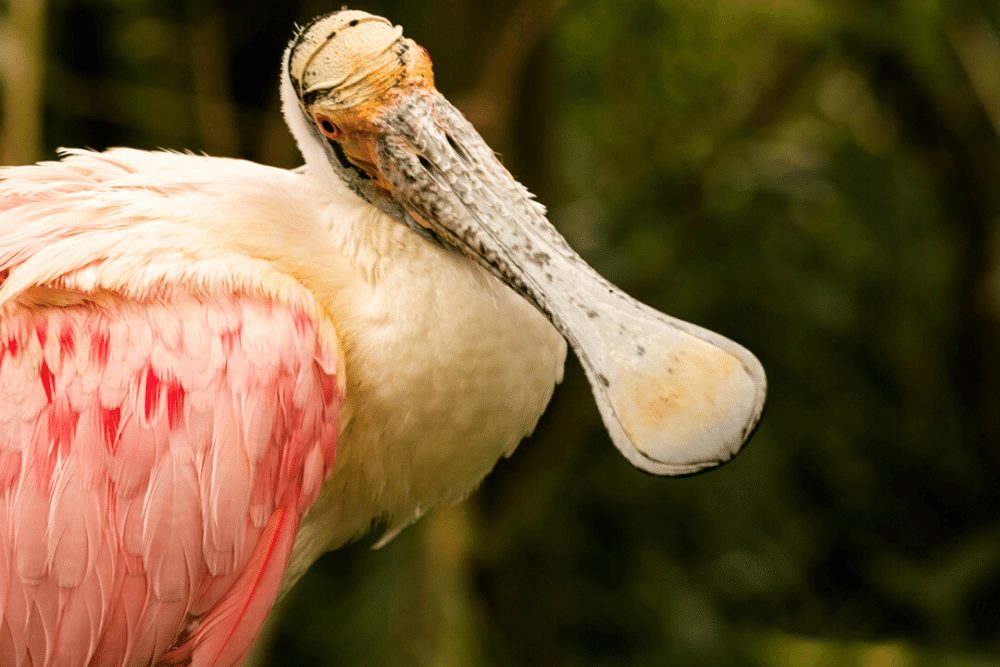 spoonbill plush