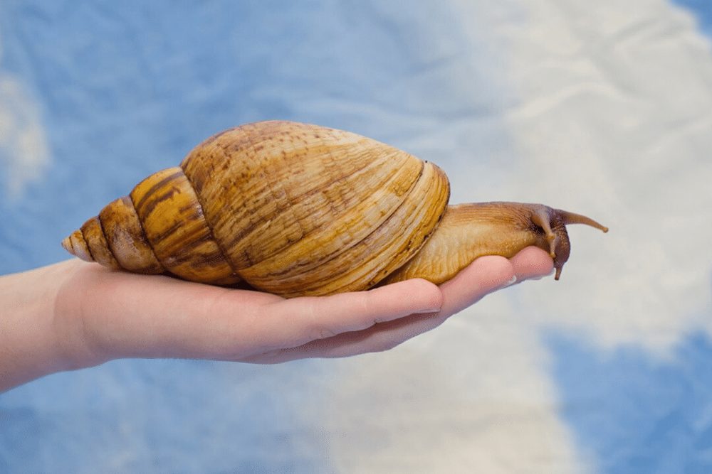 Giant African Snail Facts - CRITTERFACTS