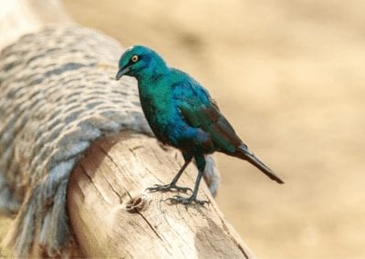 Glossy starling - Lesser Blue-eared perched