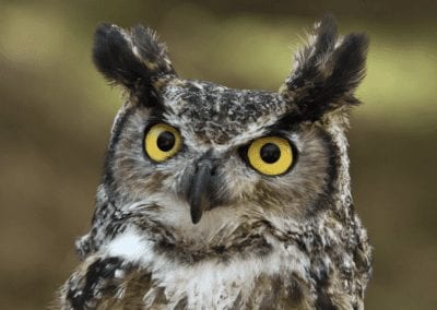Great Horned Owl Portrait