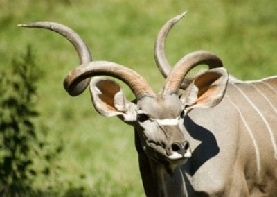 Greater Kudu also know as a Spiral Horned Antelope