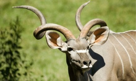 Greater Kudu