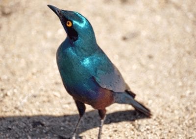 Greater blue-eared glossy-starling (Lamprotornis chalybaeus) on ground