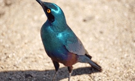 Greater Blue-eared Glossy Starling