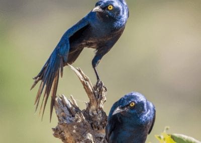 Greater blue-eared glossy-starling in Kruger national park, South Africa ; Specie Lamprotornis chalybaeus family of Sturnidae