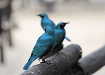 Greater blue-eared starlings side profile