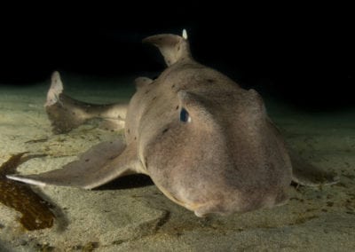 Horn Shark Close up at Redondo Beach, California