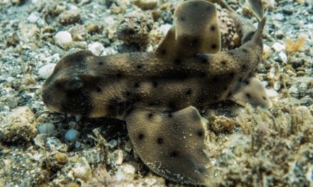 Horn Shark