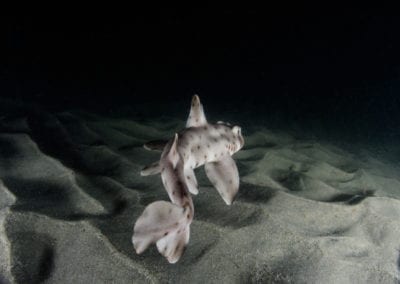 Horn Shark swims into the Redondo Canyon at night.