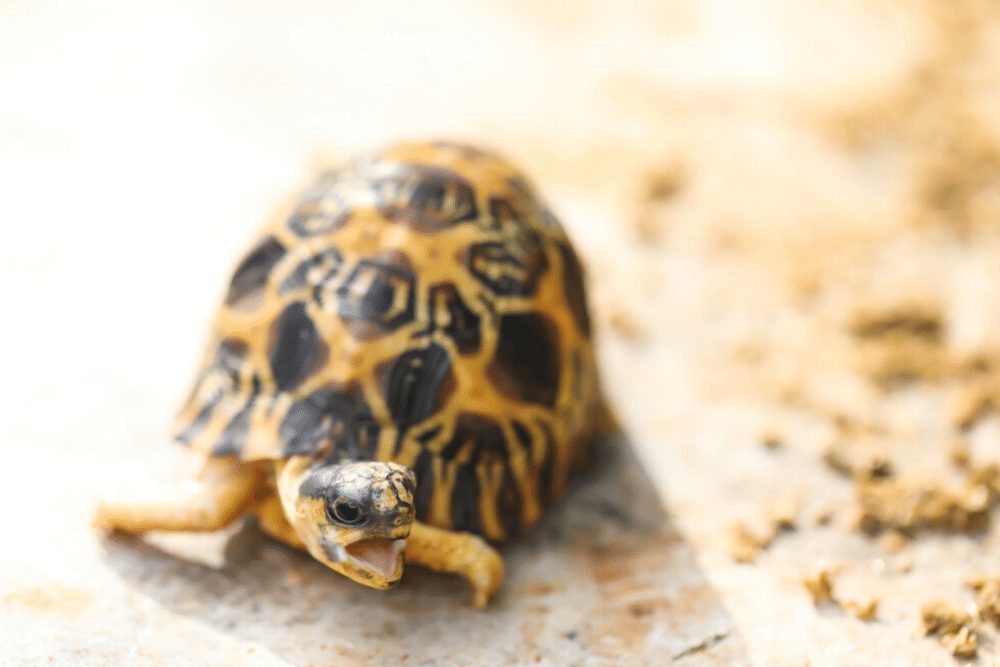 Indian Star Tortoise Facts Critterfacts 