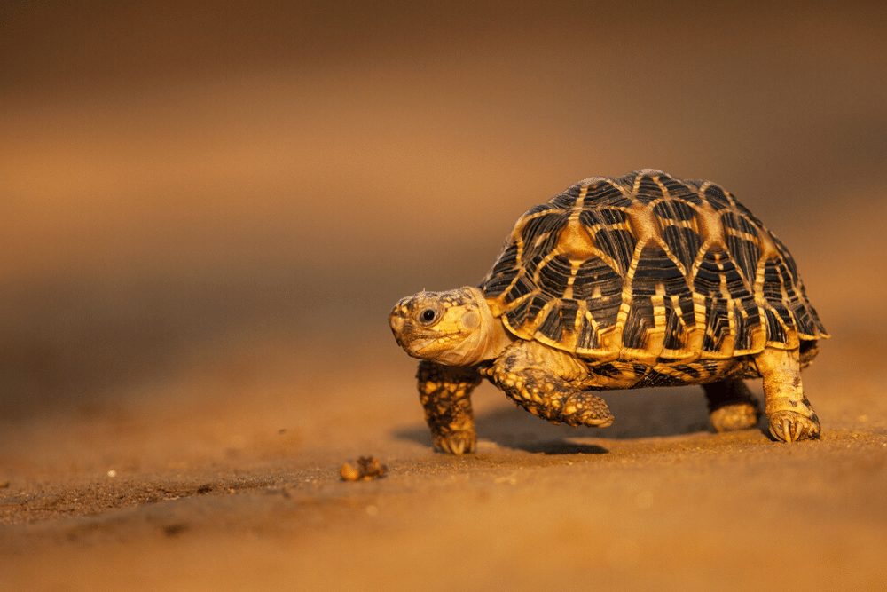 Indian Star Tortoise Facts Critterfacts 