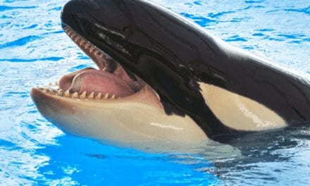 Orca