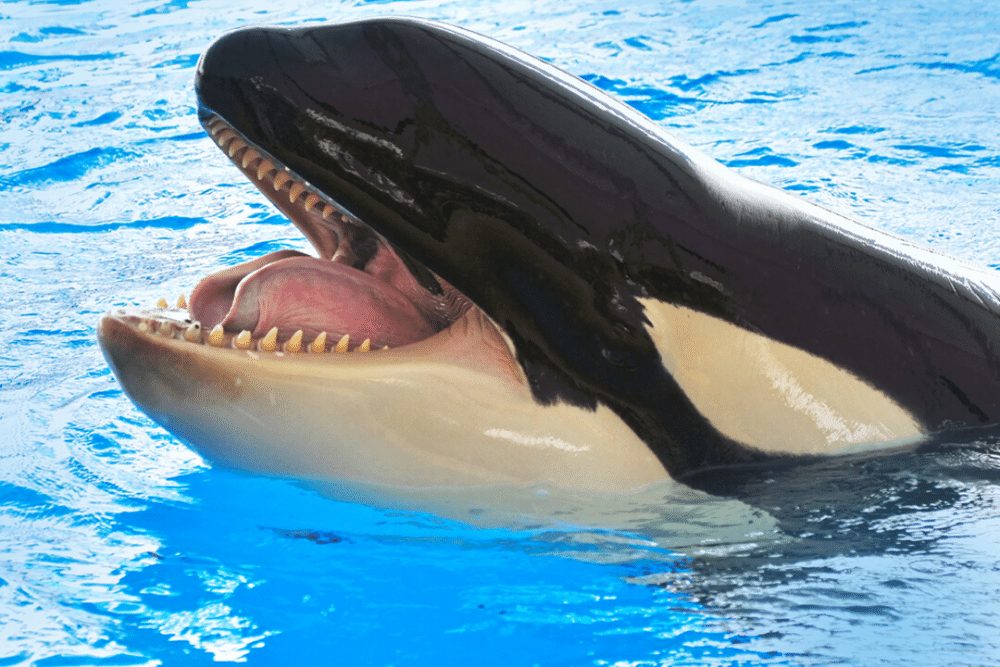 Killer Whale | CRITTERFACTS