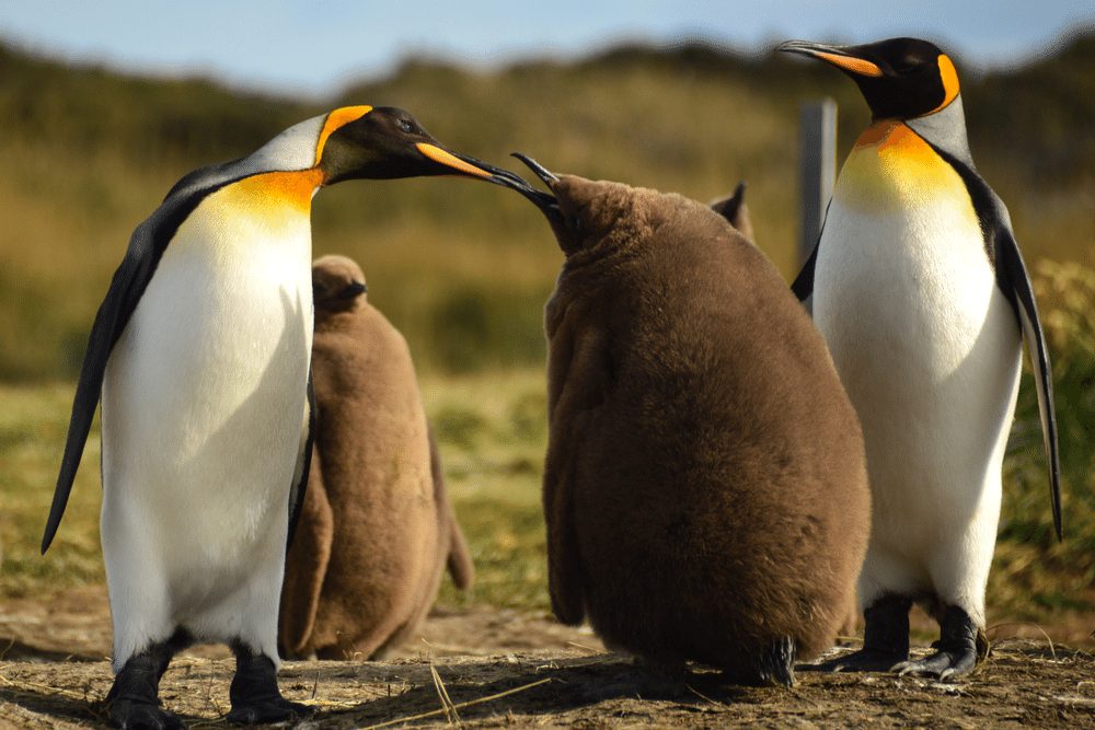 King Penguin | CRITTERFACTS