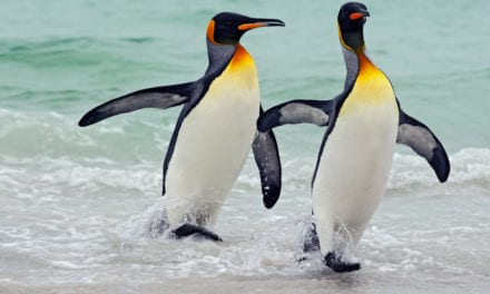 King Penguin