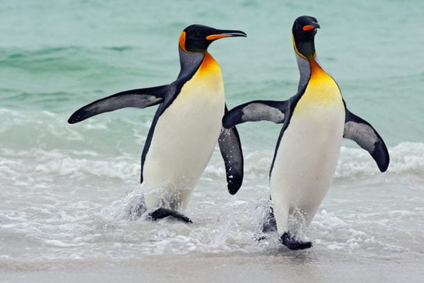 King Penguin Facts - CRITTERFACTS