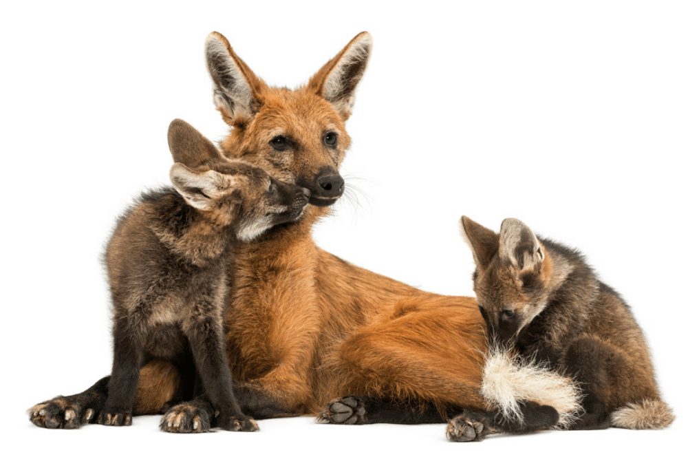 Maned Wolf Facts Critterfacts