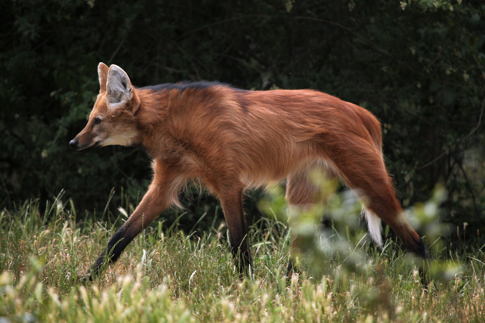 Maned Wolf | CRITTERFACTS