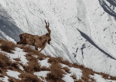 Markhor at chitral gol national park