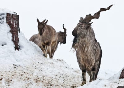 Mountain goats (Markhor) among the snow and rocky ledges against the white sky, large horns.