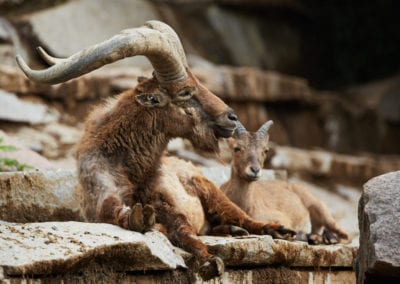 Mountain goats couple with large spiral horns. The markhor (Capra falconeri)