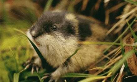 Norway Lemming