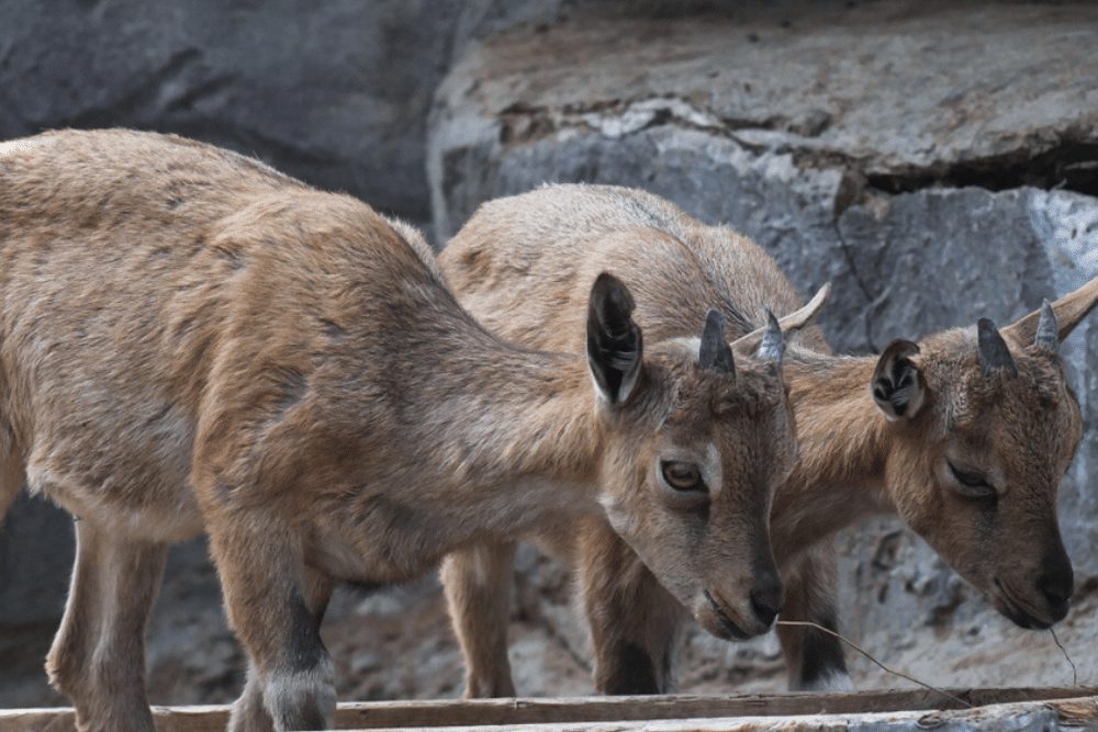 Pair of young cubs of markhors searching for the food. Two little goats