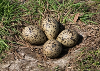 Pied Avocet (Recurvirostra avosetta) nest - Eemdijk, the Netherlands