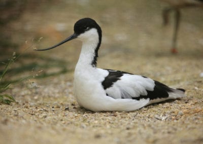 Pied avocet (Recurvirostra avosetta), aslo known as the black-capped avocet. Wild life animal