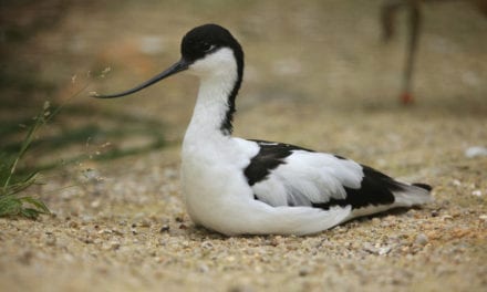 Pied Avocet