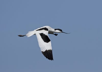 Pied avocet (Recurvirostra avosetta) in flight in its natural habitat