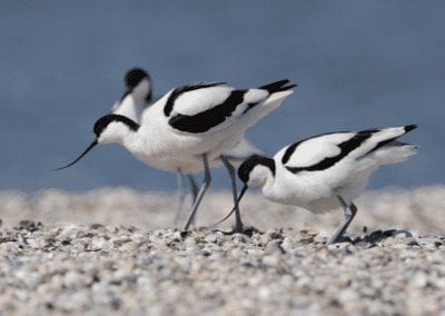 Pied avocets walking on beach