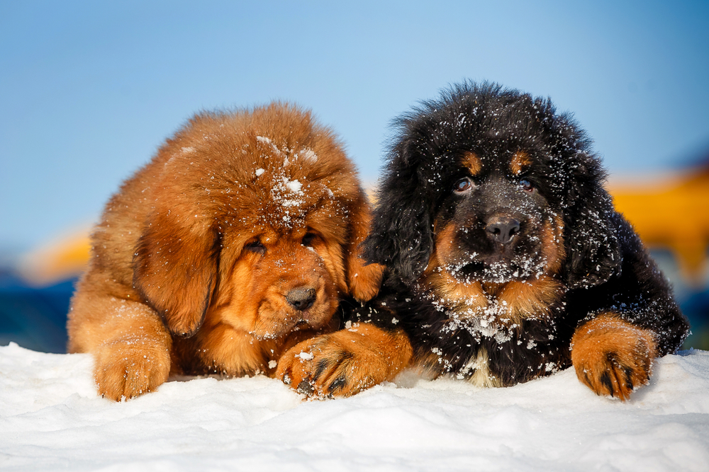 Pretty Tibetan mastiff puppies in the open air. Beautiful winter picture. Pretty Tibetan mastiff puppies in the open air. Beautiful winter picture.