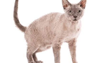 Devon Rex