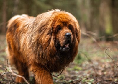 Red Tibetan mastiff for a walk in the forest. Tibetan mastiff adult dog in drizzling rain.