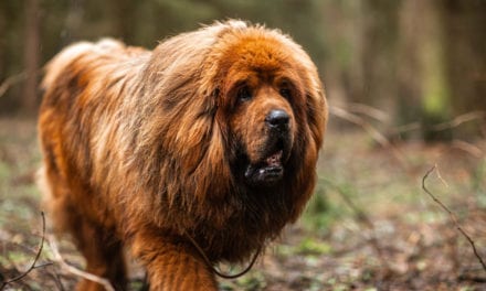 Tibetan Mastiff