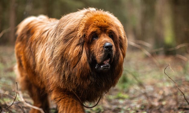 Tibetan Mastiff