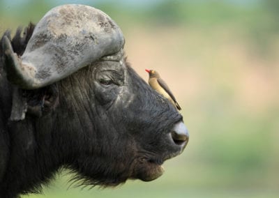 Red billed oxpecker on a cape buffalo