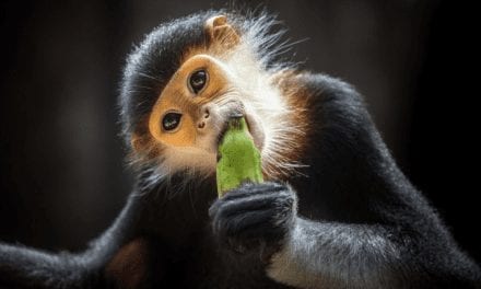 Red-Shanked Douc