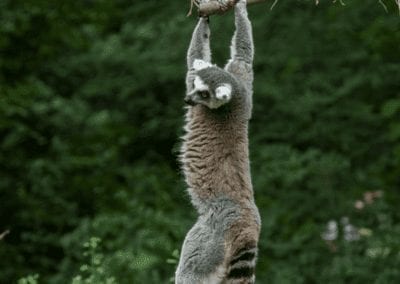 Ring-tailed lemur hanging from tree