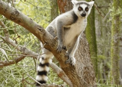 Ring-tailed lemur sitting on tree