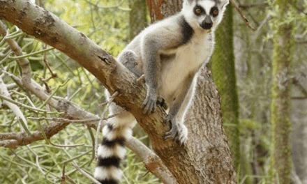 Ring-tailed Lemur