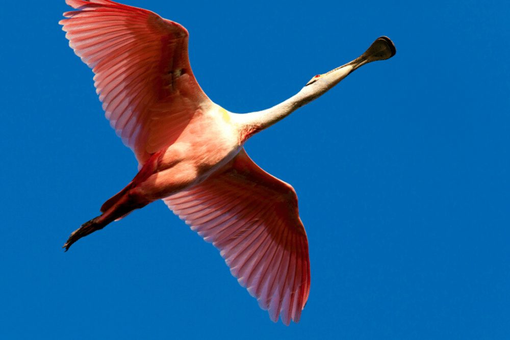 Roseate Spoonbill Habitat