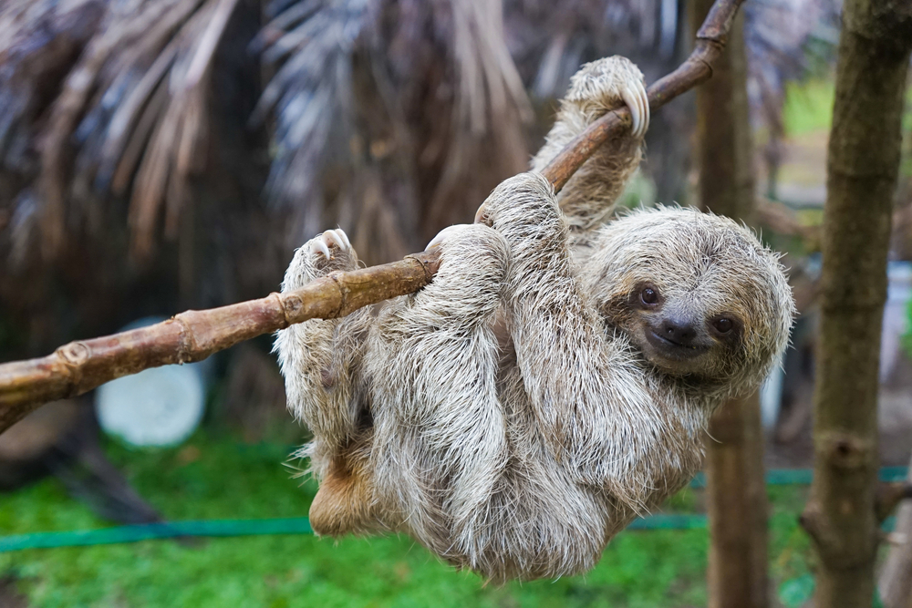 Sloths In Rescue Centre In Costa Rica San Jose 