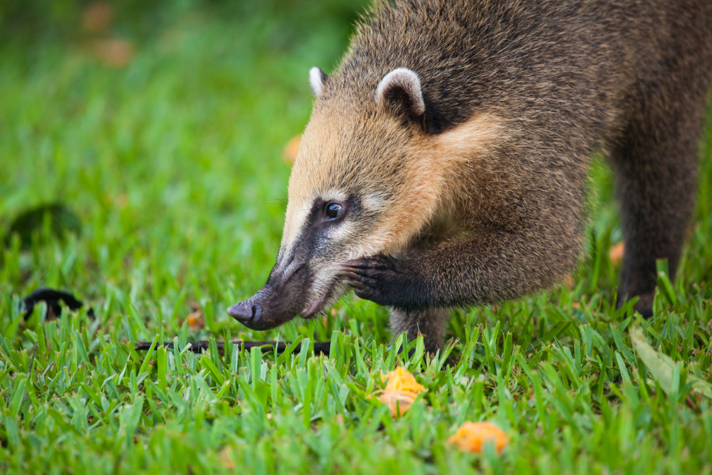 South American Coati 