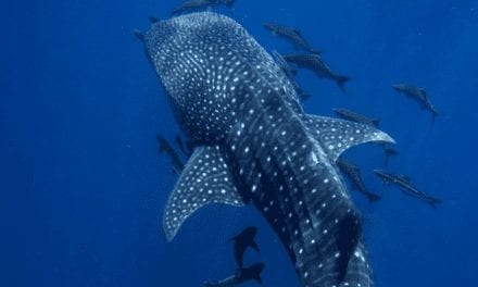 Whale Shark